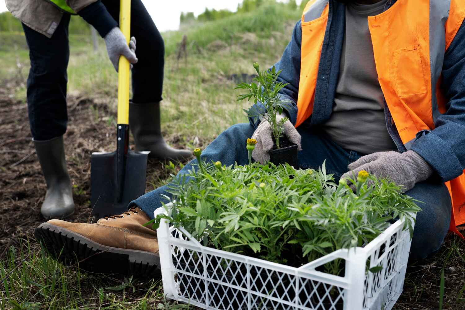 The Steps Involved in Our Tree Care Process in Carlton, OR